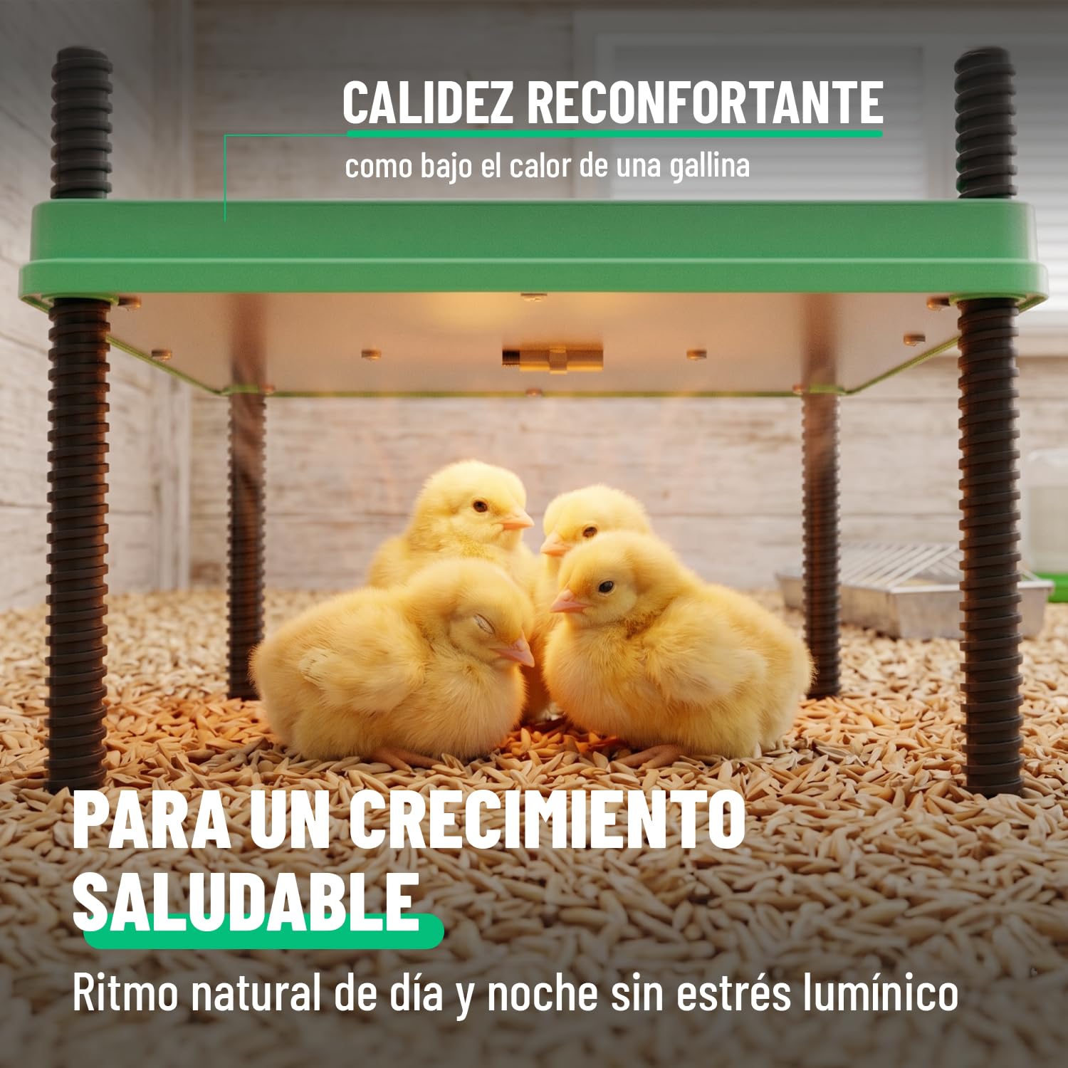 greate Criadora de Pollitos 80 W regulable 10-70 °C con pantalla LED - Calentador para Pajaros altura regulable 30 x 30 cm