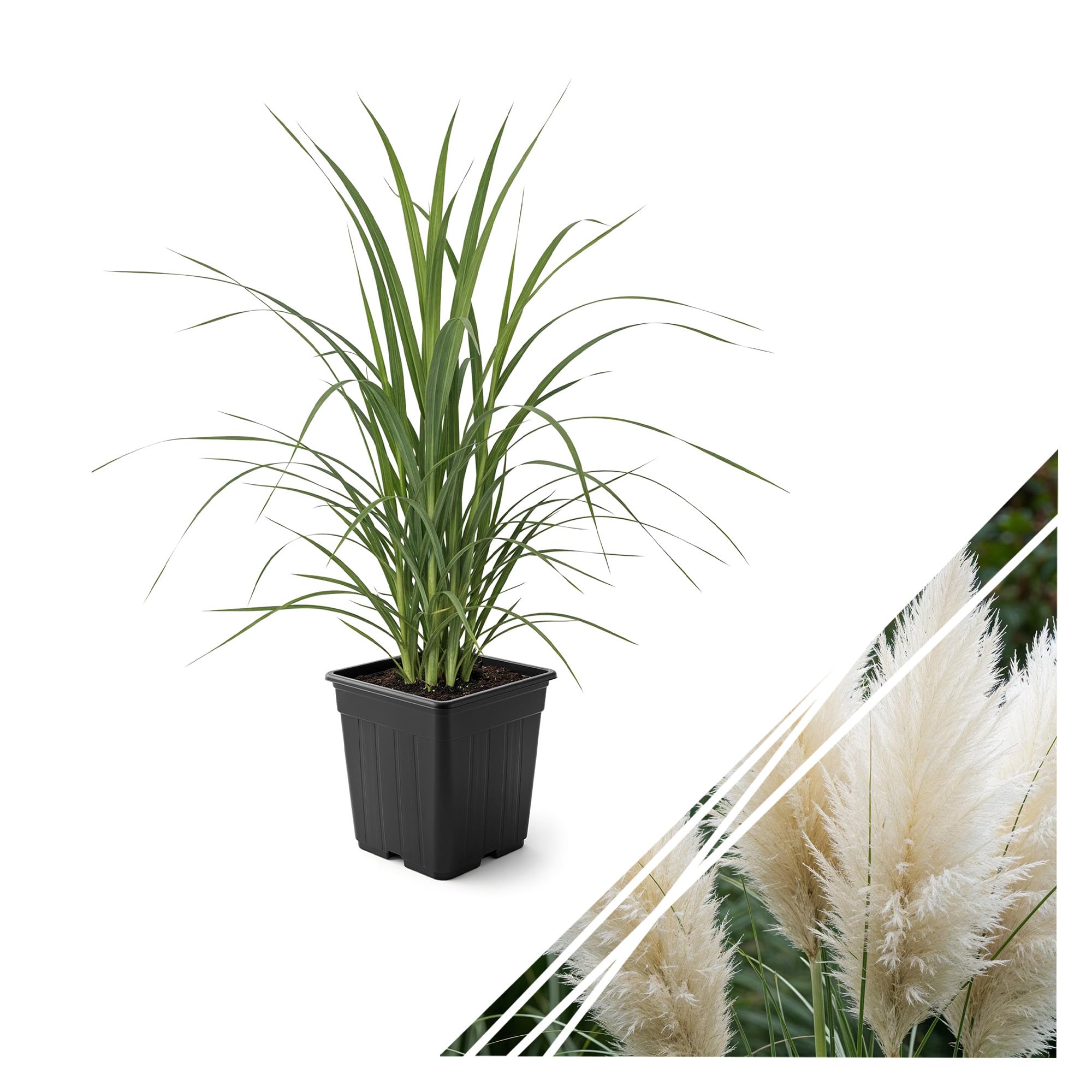 The Three Company White Pampas Grass