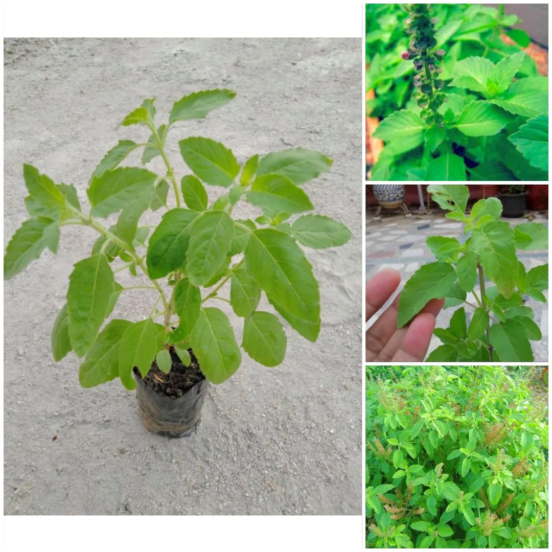 🅼🆅🅺🆁 Live Real Rama Tulsi Plant I Ayurvedic Green Tulsi Plant (Pack of 1 Plant) (B0D3ZFG9VL) Amazon Price History, Amazon Price Tracker