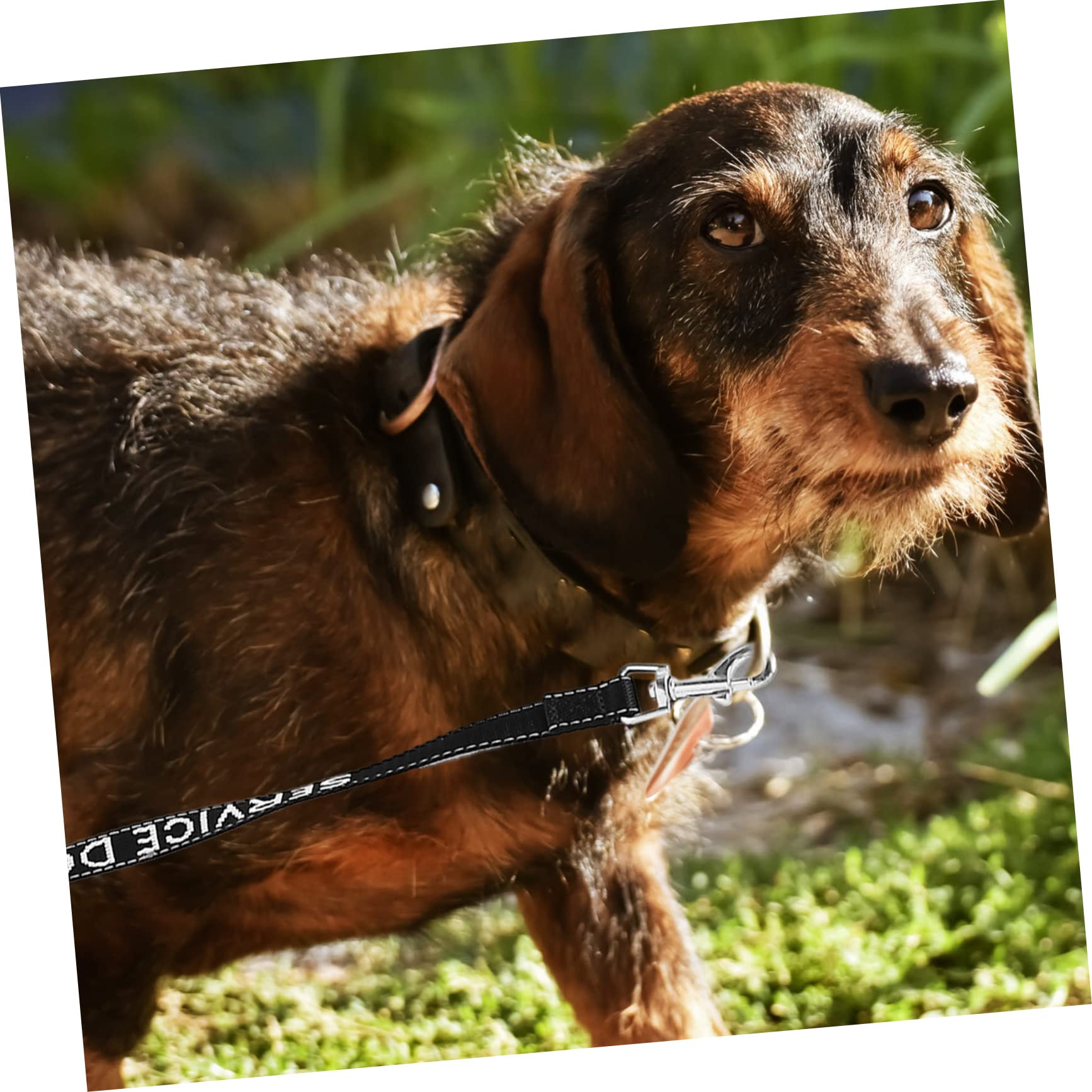 BESPORTBLE 5piezas Correa De Perro Portable Arnés Multi-Funcional Ligero Suministros para Cachorros para Paseos Al Aire