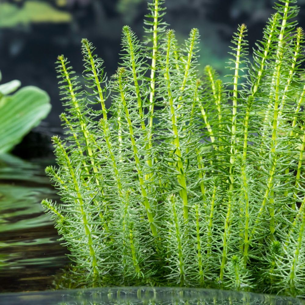 Hippuris vulgaris – Hardy British Native Oxygenating Aquatic Plant for Ponds, Evergreen Upright Stems, Improves Water Quality & Wildlife Habitat - 11cm Basket x2 By Thompson and Morgan