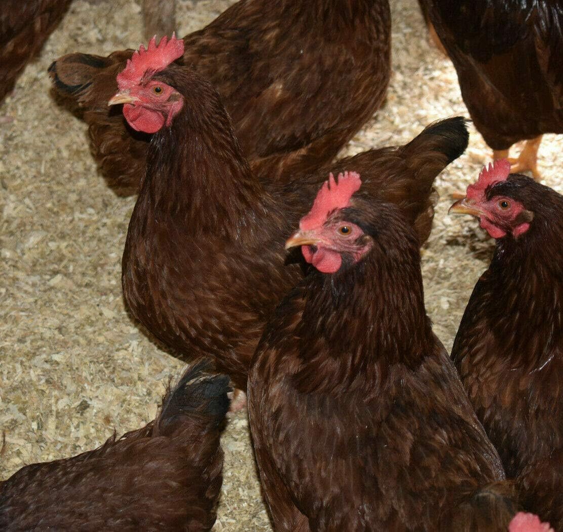 Hatching Eggs - Rhode Island Red