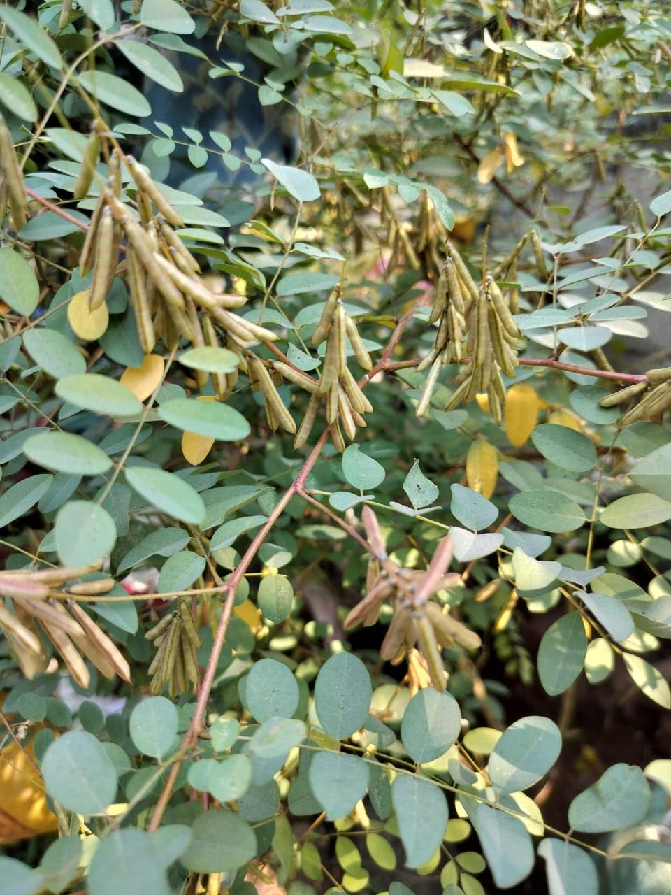 Organic Neela Amari/Avuri Seeds - 25 Nos (B0CYC4MC4C) Amazon Price History, Amazon Price Tracker