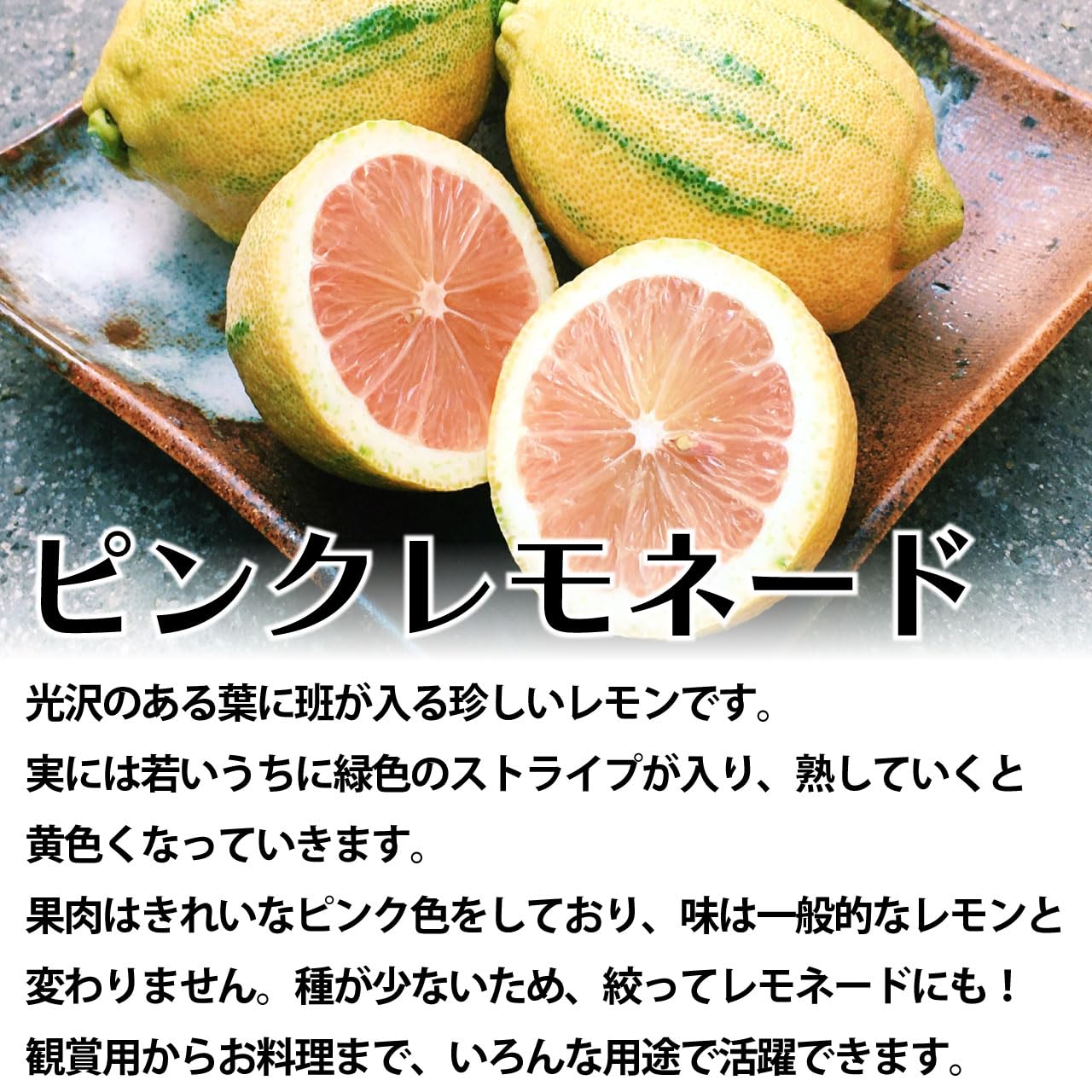 Amazon.co.jp: レモン ピンクレモネード 苗木 [小] 9cmポット 【自宅で