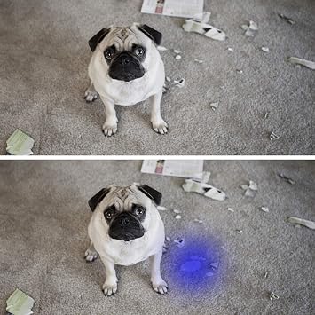 Vansky Black Light UV Flashlight, Blacklight 12 LED & 21 LED Urine Detector for Dog/Cat/Pet Urine & Dry Stains and Bed Bug On Carpets/Rugs/Floor,Matching with Pet Odor Eliminator