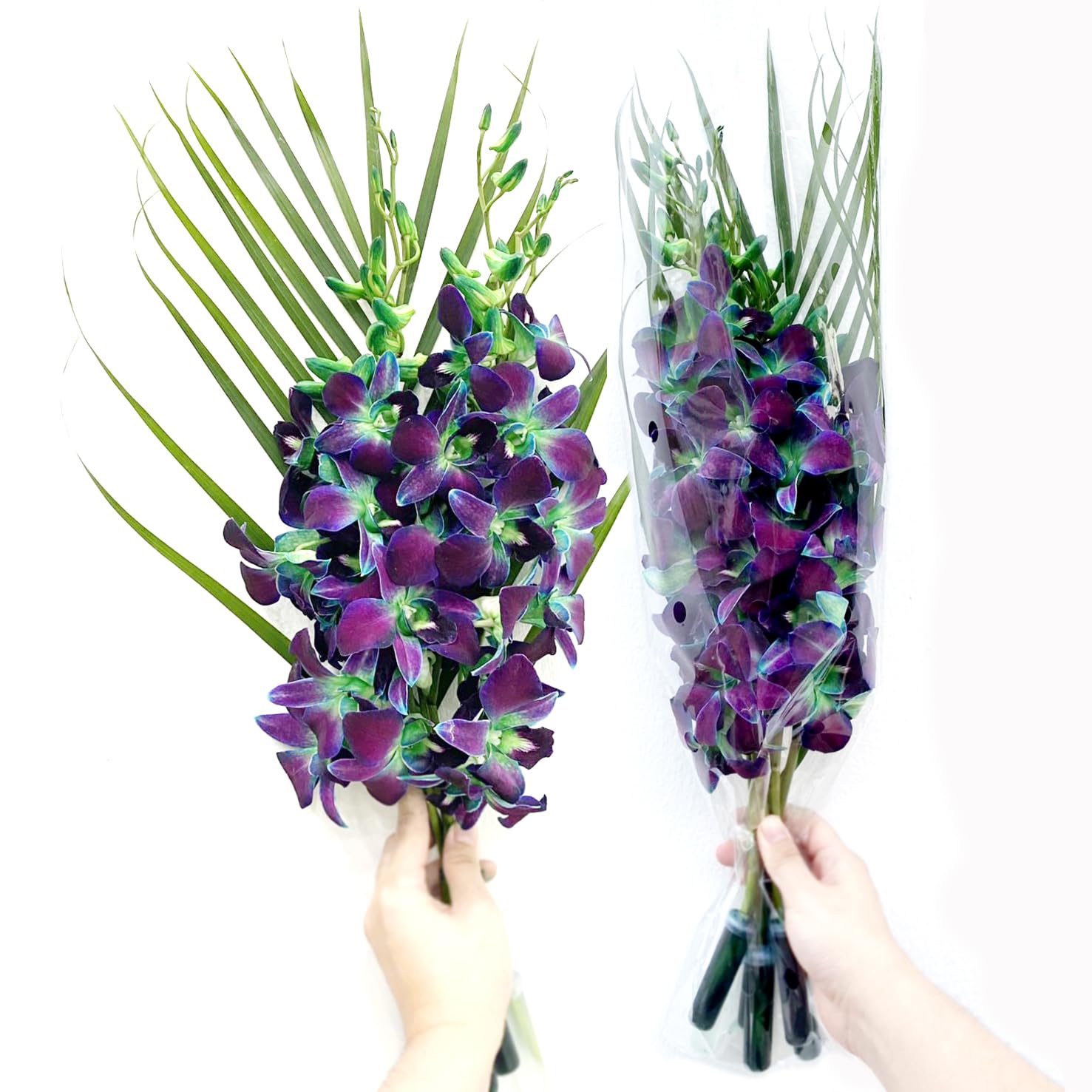 Sunne Tropical OrchidClub USA Fresh Cut Flowers Orchids (10 Stems Dendro Green)