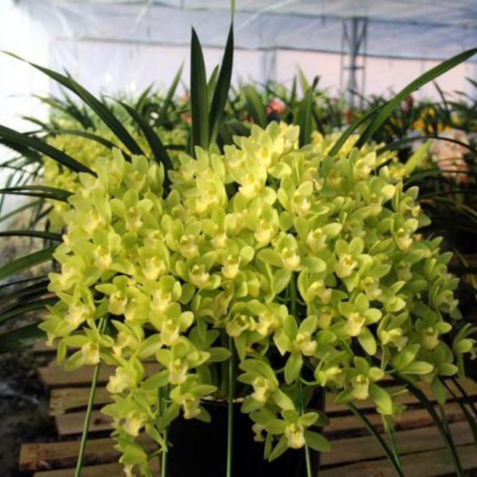 Fragrant Cymbidium Orchid&Indoor and Outdoor Potted Plants - Easy to Bloom/That Grow Fast/Golden Jade Carving/Garden-3bulbs-J