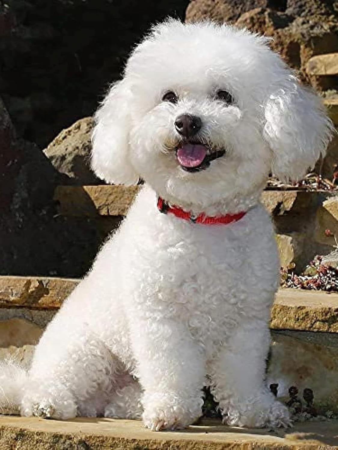 DIY 5D Diamond Painting Kits for Adults by Number Bichon Frise White Dog, Full Drill Diamond Art Picture with HD Embroidery Canvas for Home Wall Decoration 30x40 cm