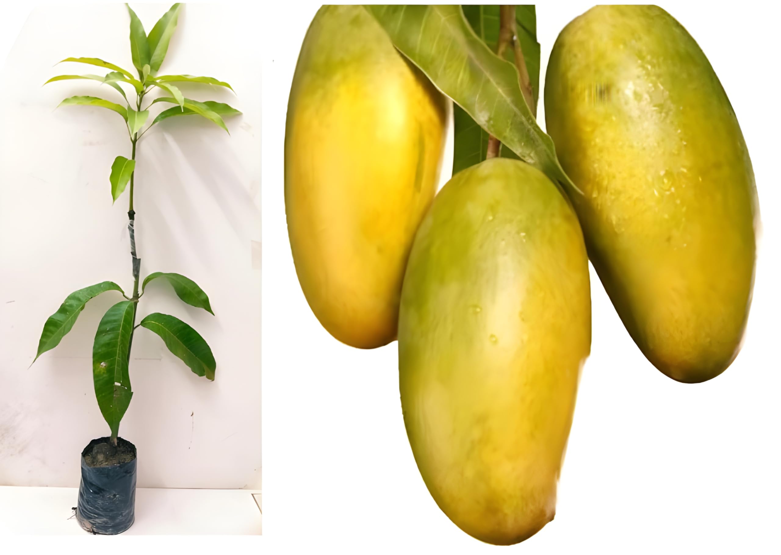 Green view Dasheri Mango Aam Grafted mango plant Fruit Live Plant (1.5-3 Feet Height) (B0CNKMC3FM) Amazon Price History, Amazon Price Tracker