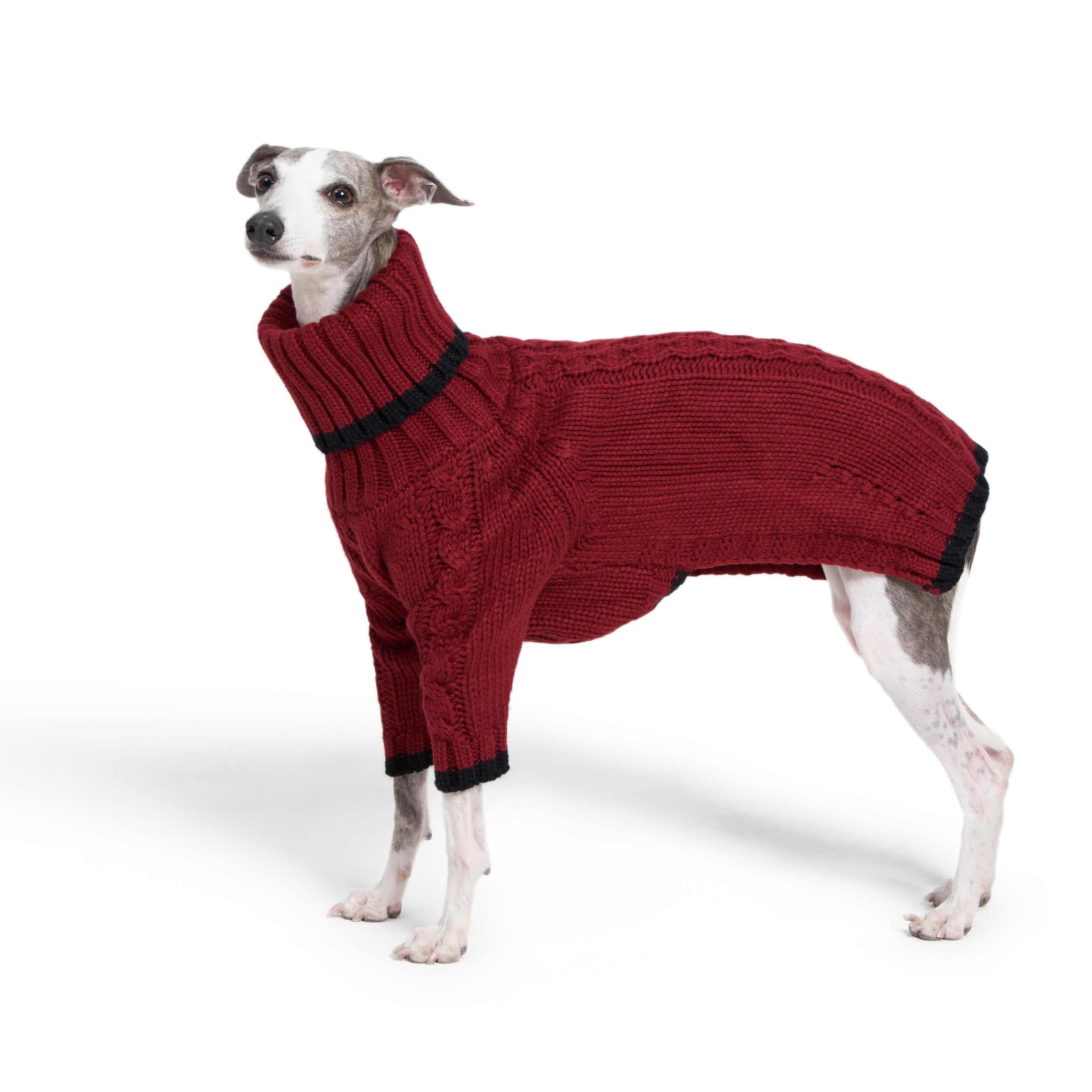 Whippet