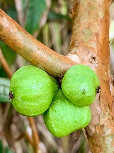 Miniatura 8 de Planta de maceta de árbol frutal de uva brasileña de hoja grande Plinia Aureana de Jaboticaba blanca