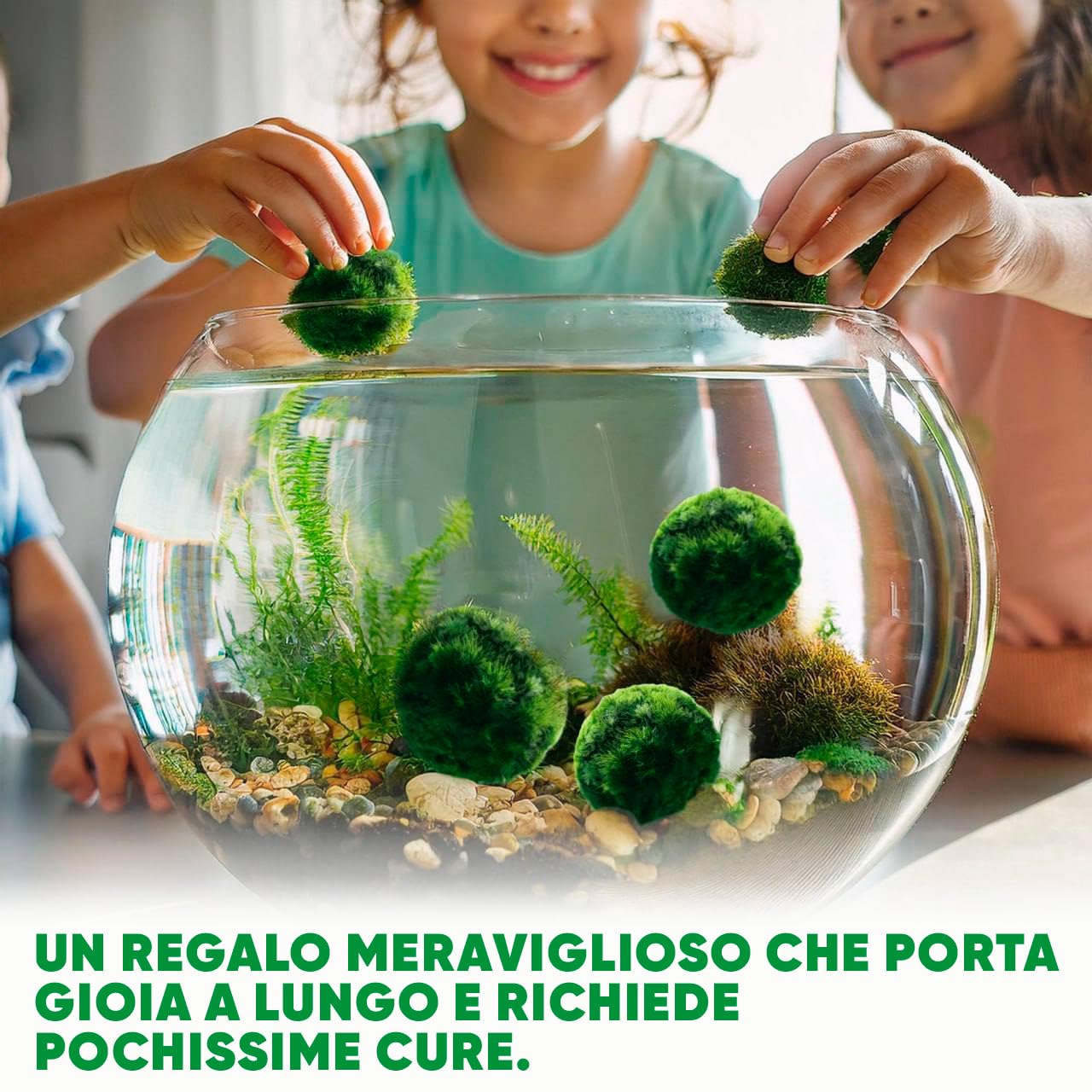 Marimo Alga Viva - 21 - Alga Palla Naturale per Acquario Piante Vere Acquario Acqua Dolce Ecosistema Autosufficiente Marimo Regalo, Moss Ball 2-4 cm per Nano e Grandi Acquari