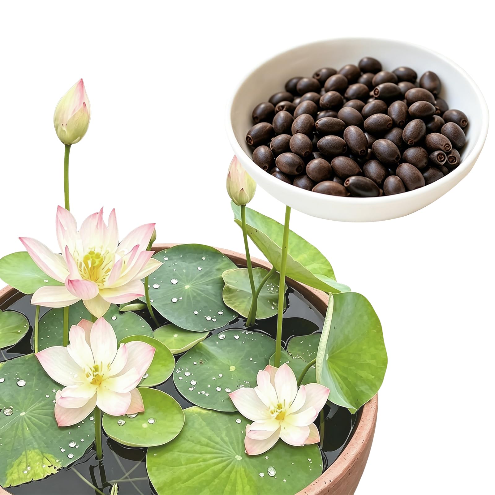 Amazon.co.jp: ハスの種 菜蓮 蓮の種 10粒＋2粒おまけ付き 観賞用ハス