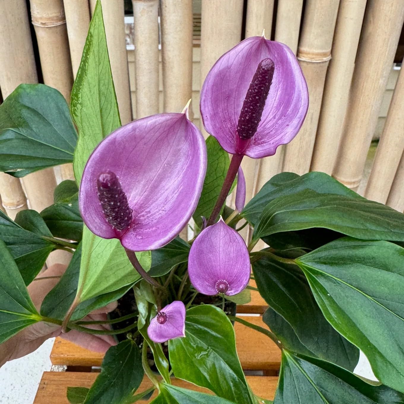 Exotic Purple Anthurium Live Plant – Tropical Indoor Flowering Houseplant (Pack of 1) With Pot-image-37