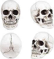 Vista 2 de Modelo anatómico de resina de cráneo humano retro realista realista 11