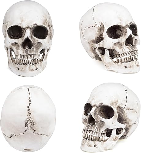 Miniatura 2 de Modelo anatómico de resina de cráneo humano retro realista realista 11