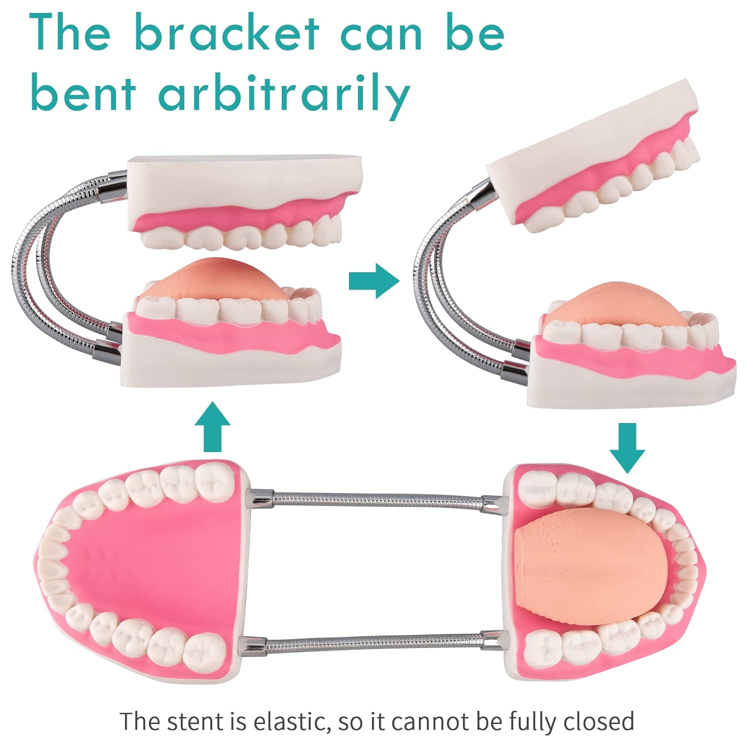Mouth Model for Speech Therapy - 6 Times Dental Hygiene Teeth Models Dental Model with Movable Tongue and Denture Toothbrush