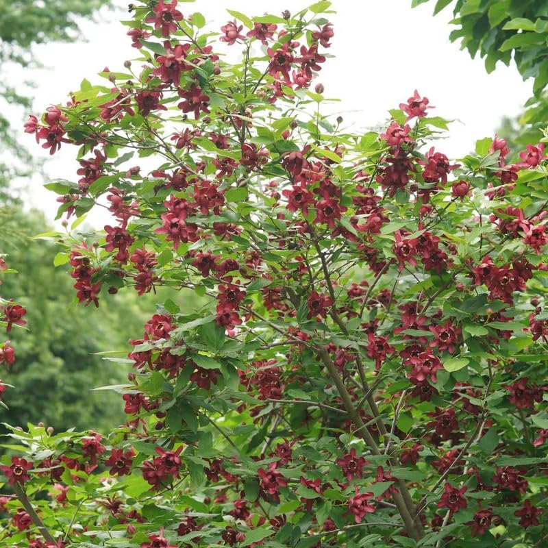 4 Sweet Shrub Bush Live Plants | 1-2ft Bare Root Seedlings | Low Maintenance Deciduous Carolina Allspice Shrub | Robust Well-Rooted Native Plants