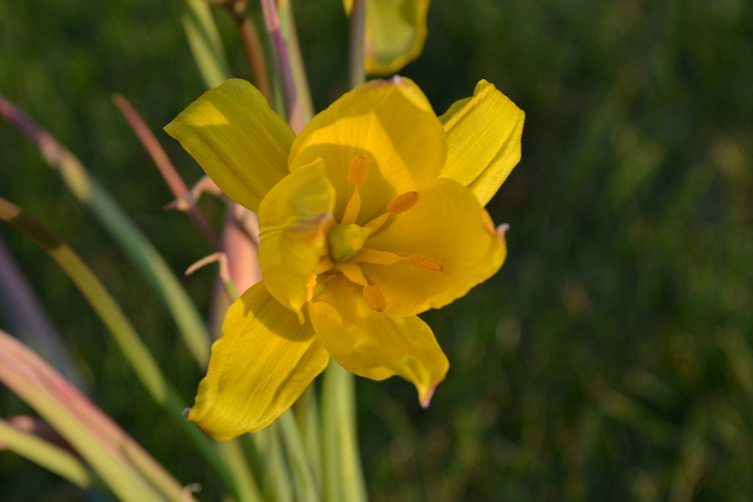 Blumenzwiebeln Tulpenzwiebeln Tulipa sylvestris; (florentina odorata) Lady Tulpe (50 Zwiebeln)