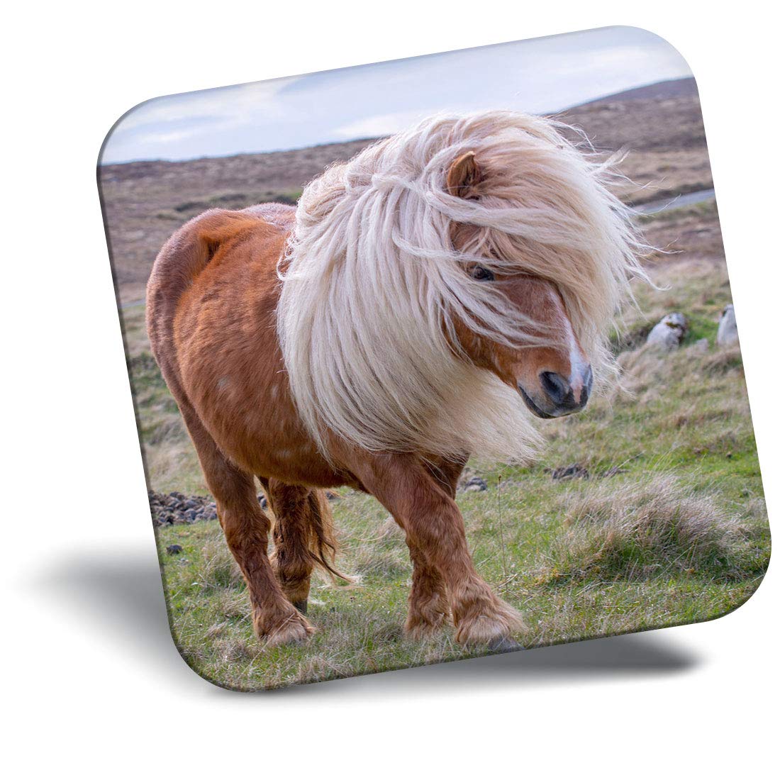 Destination Vinyl Ltd Fridge Magnet - Windswept Shetland Pony Horse 15993
