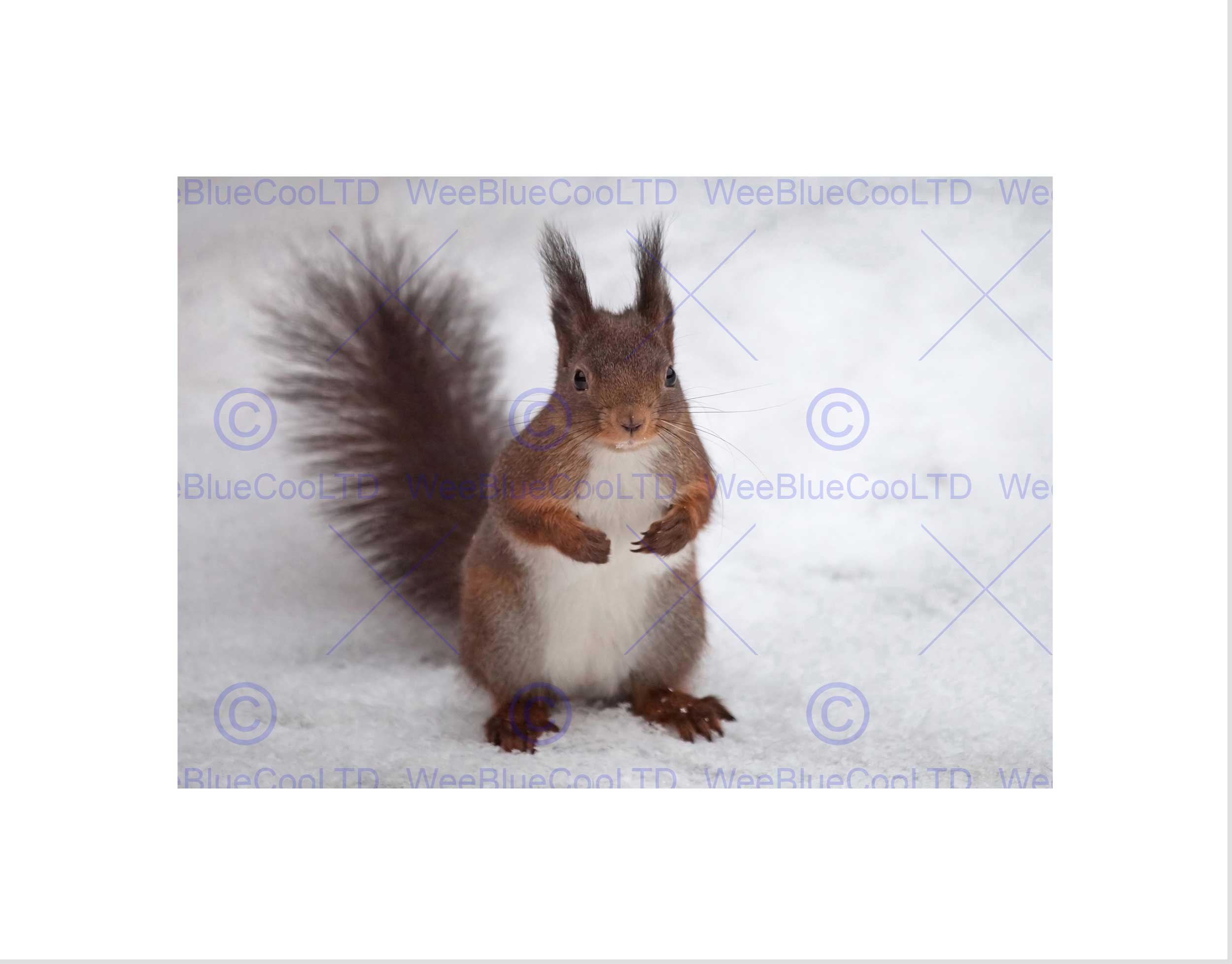 Wee Blue Coo Hungry Squirrel Red Nature Animal Snow Picture Wall Art Print