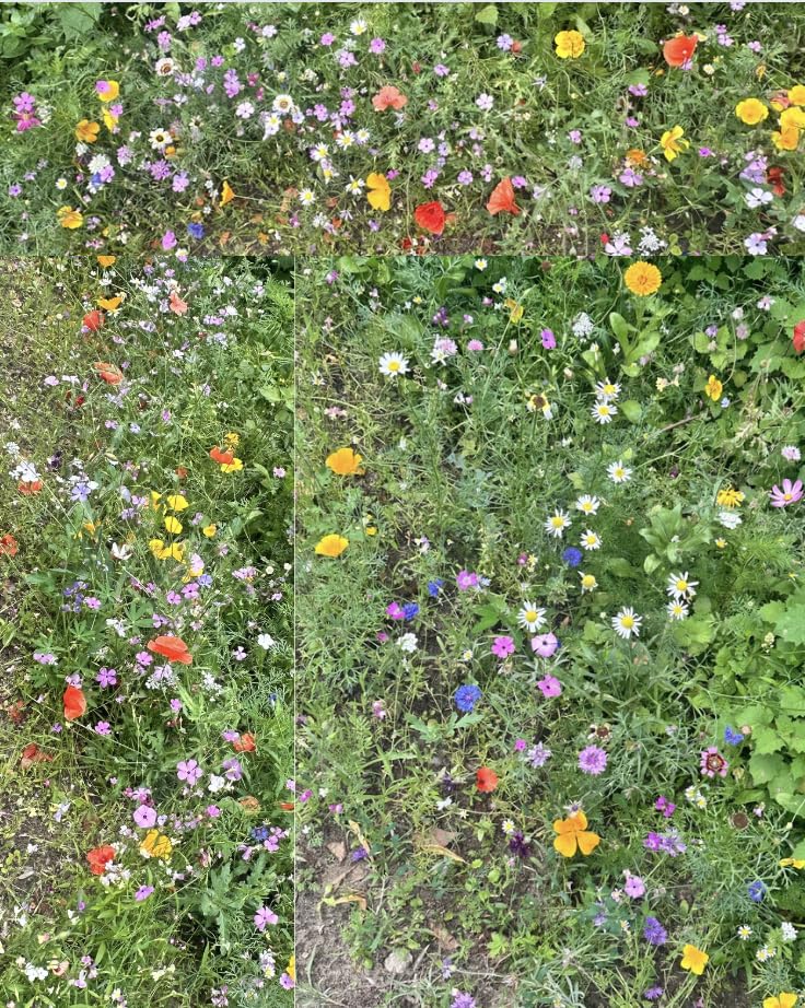 100% Pure Dwarf Wild Flower Seeds, No Grass, No Fillers, Poppy, Daisy, Meadow Mix, UK Company 10g