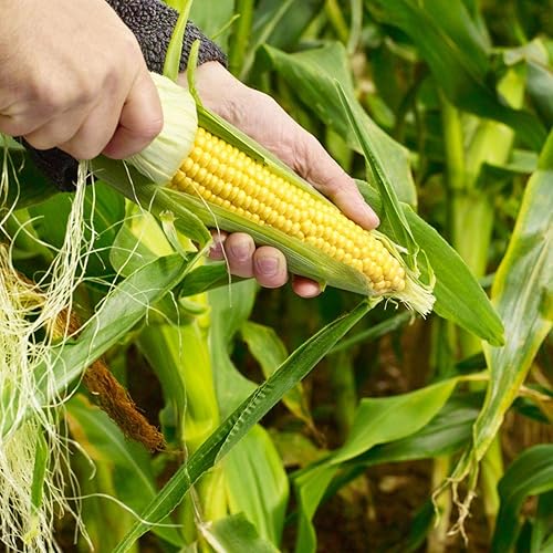 Miniatura 2 de Golden Jubilee - Semillas de maíz dulces amarillas para plantar, más de 30 por paquete, semillas de jardín de Isla, sin OMG y reliquia, nombre