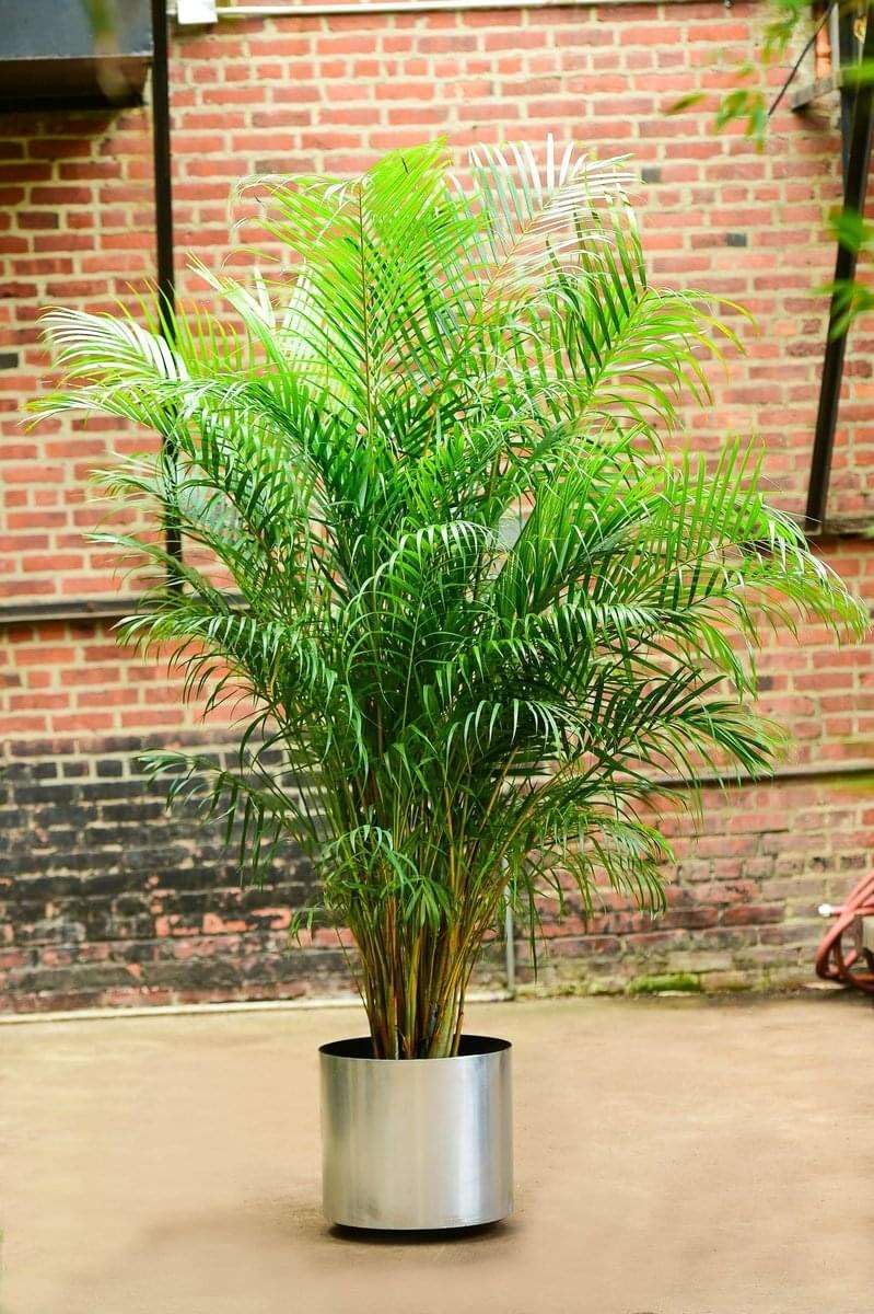 Areca Palm Live Plant, Natural Air Purifier, Indoor & Outdoor, Organic, Low Maintenance, Green, 100cm Height pack of1.A1-image-35