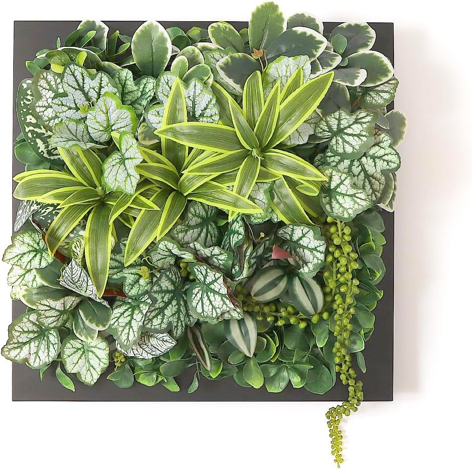 TCT アロエ　ハイブリッド　Aloe hybrid 第四種　Au24 アロエ ハイブリッド 'Pluto'Aloe hybrid 子株 第四種 - メルカリ