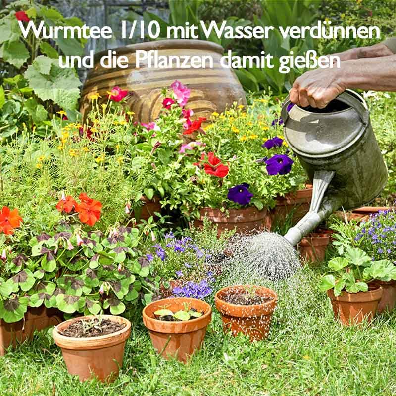 Wurmtee, BIO Flssigdnger 1000 ml | natrlicher Dnger fr gesundes  Wachstum, Universal Pflanzendnger | Obstdnger, Gemsednger,  Gurkendnger, Beerendnger, Zitronendnger, Tomatendnger : Amazon.de:  Garten