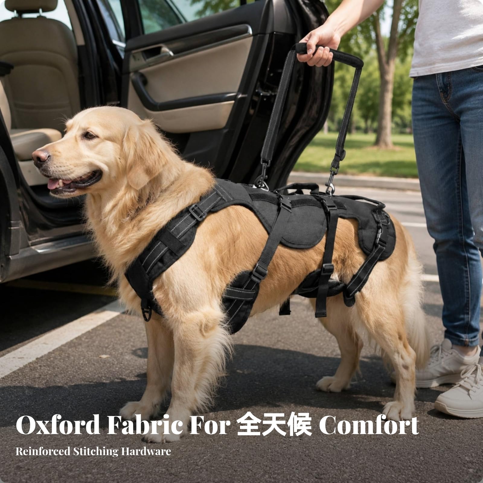 Imbracatura di Riabilitazione Robusto | Imbracatura per Cani con Anelli di Attacco in Metallo, Ergonomico, Passeggiate All'aperto, Beige, L