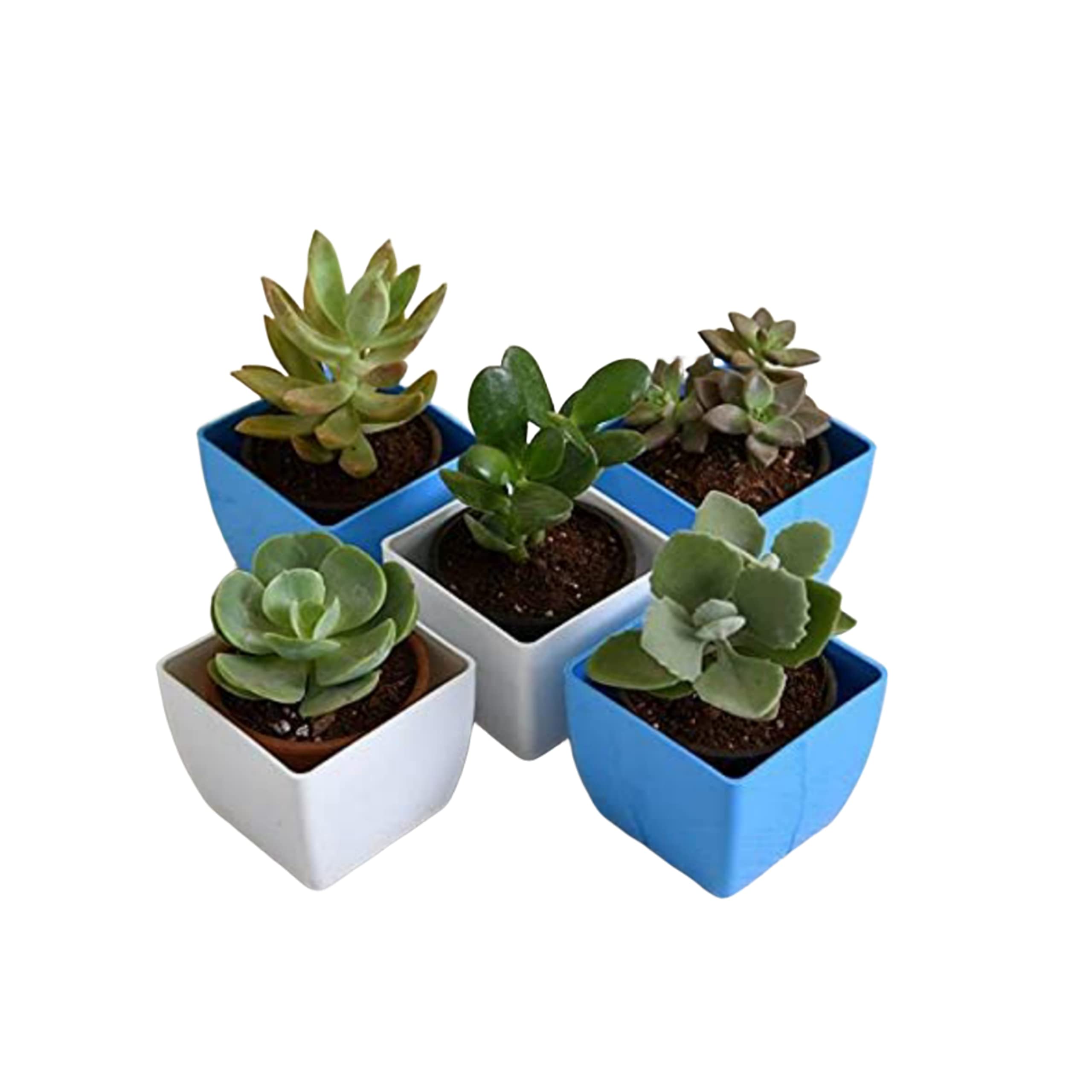Mphmi Plants Top 5 Easy Succulent Graptosedum species Echeveria green spoon Crassula ovata Jade Plant Big leaf Pack Garden Live Plant Nursery Indoor Outdoor Living Plants (B093KGWCCQ) Amazon Price History, Amazon Price Tracker