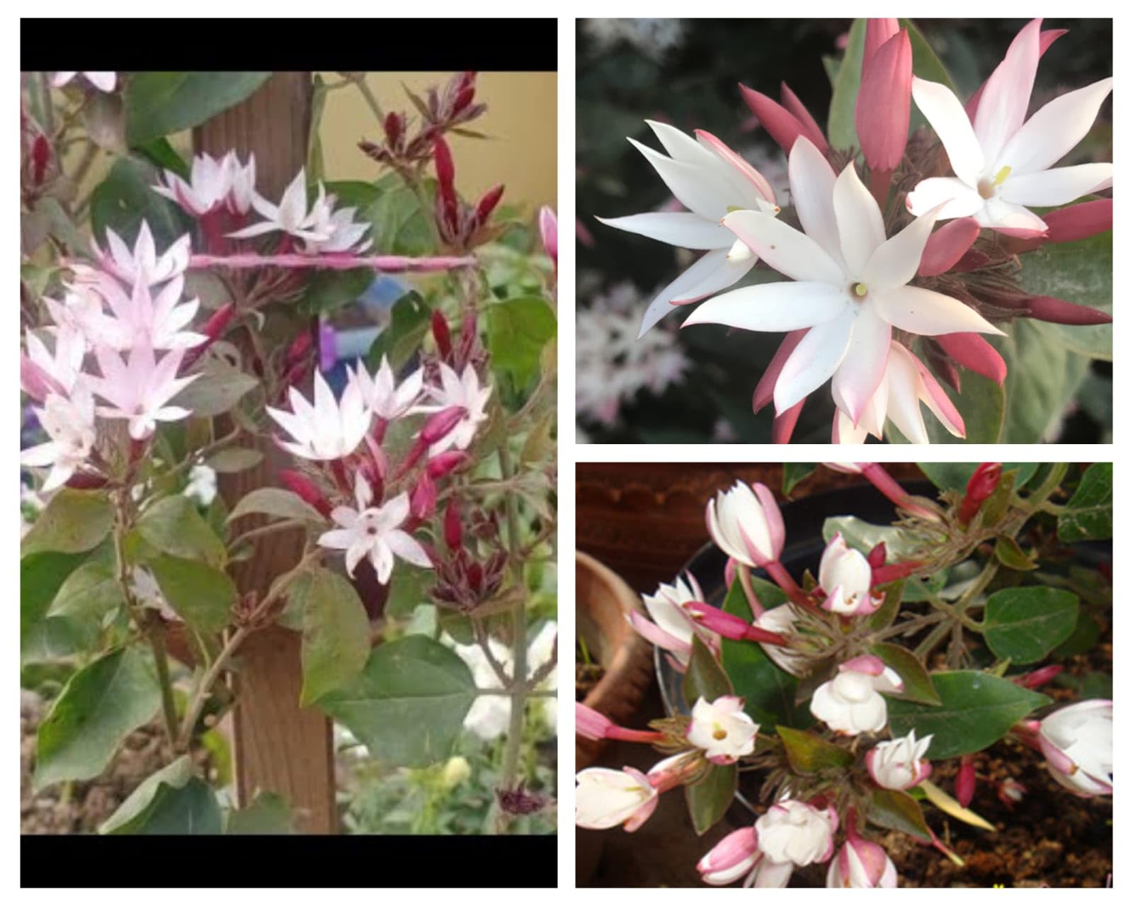 The Green Dotcom " Kundo (Downy) Pink Bud Kundo Jasmine Flower Plant" With Pot (B0CWL3JJXF) Amazon Price History, Amazon Price Tracker