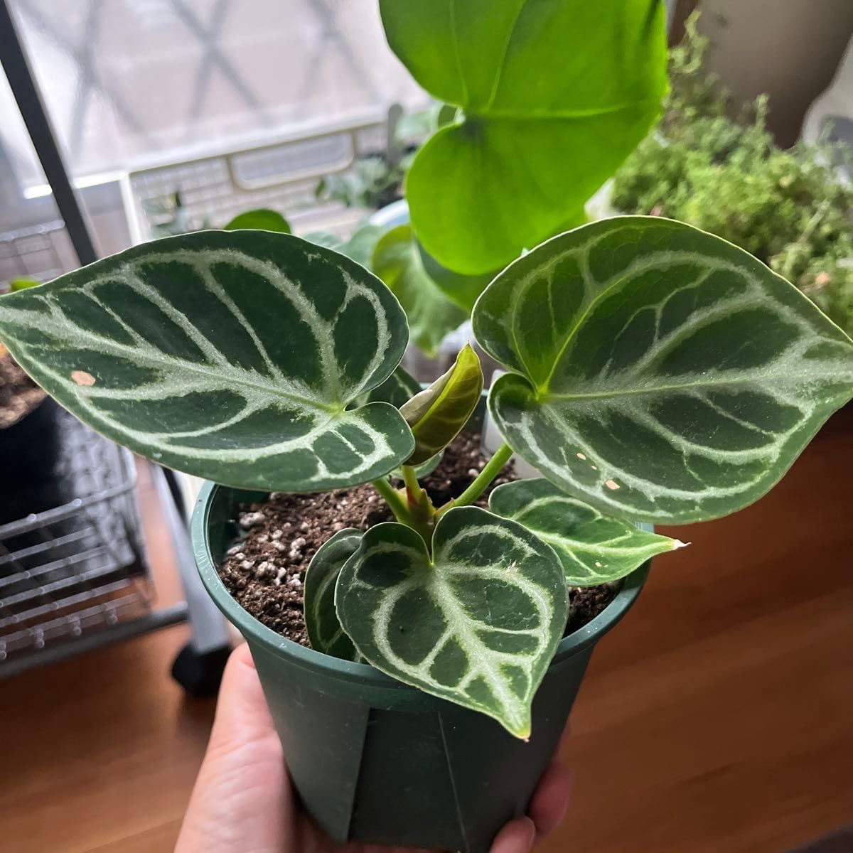 アンスリウム ドラヤキ ハイブリッド　2種 アンスリウム Anthurium 'Dorayaki' Hybrid – RARE PLANTS JAPAN