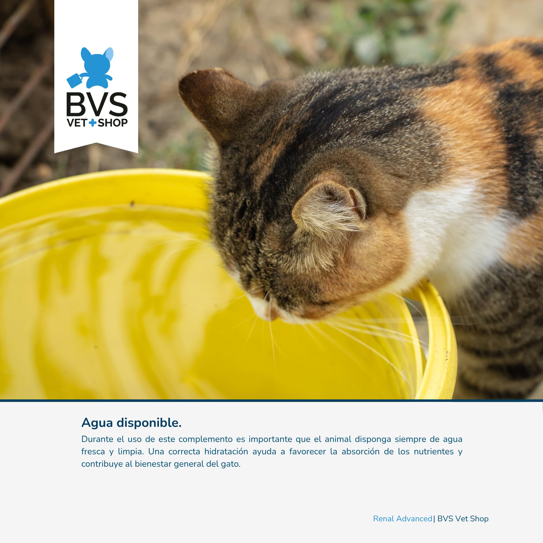 BVS Vet Shop | Renal Advanced para Perros y Gatos | para una Buena Salud renal con antioxidantes, extractos Vegetales y vitaminas del Grupo B | 80 Comprimidos