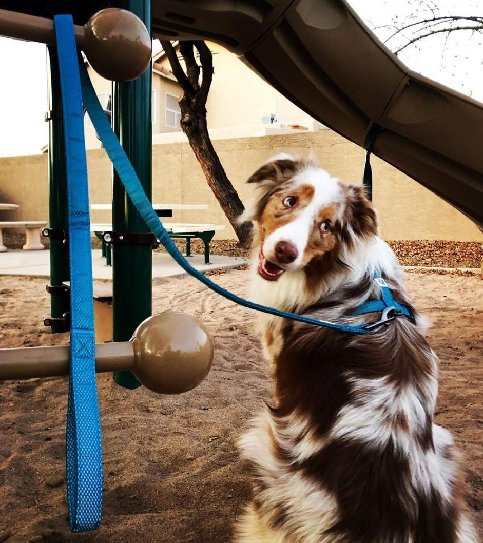 【特価セール】Embark Pets（エンバークペット）犬用リード イルミネート Amazon | Embark Pets（エンバークペット）犬用リード イルミネート