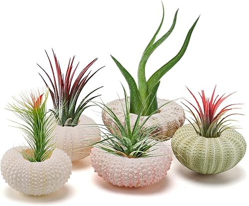Vista 15 de Paquete de 5 mini soportes para plantas de aire con concha de erizo de mar, maceta decorativa de 1.4 a 3.7 pulgadas, contenedor de exhibición