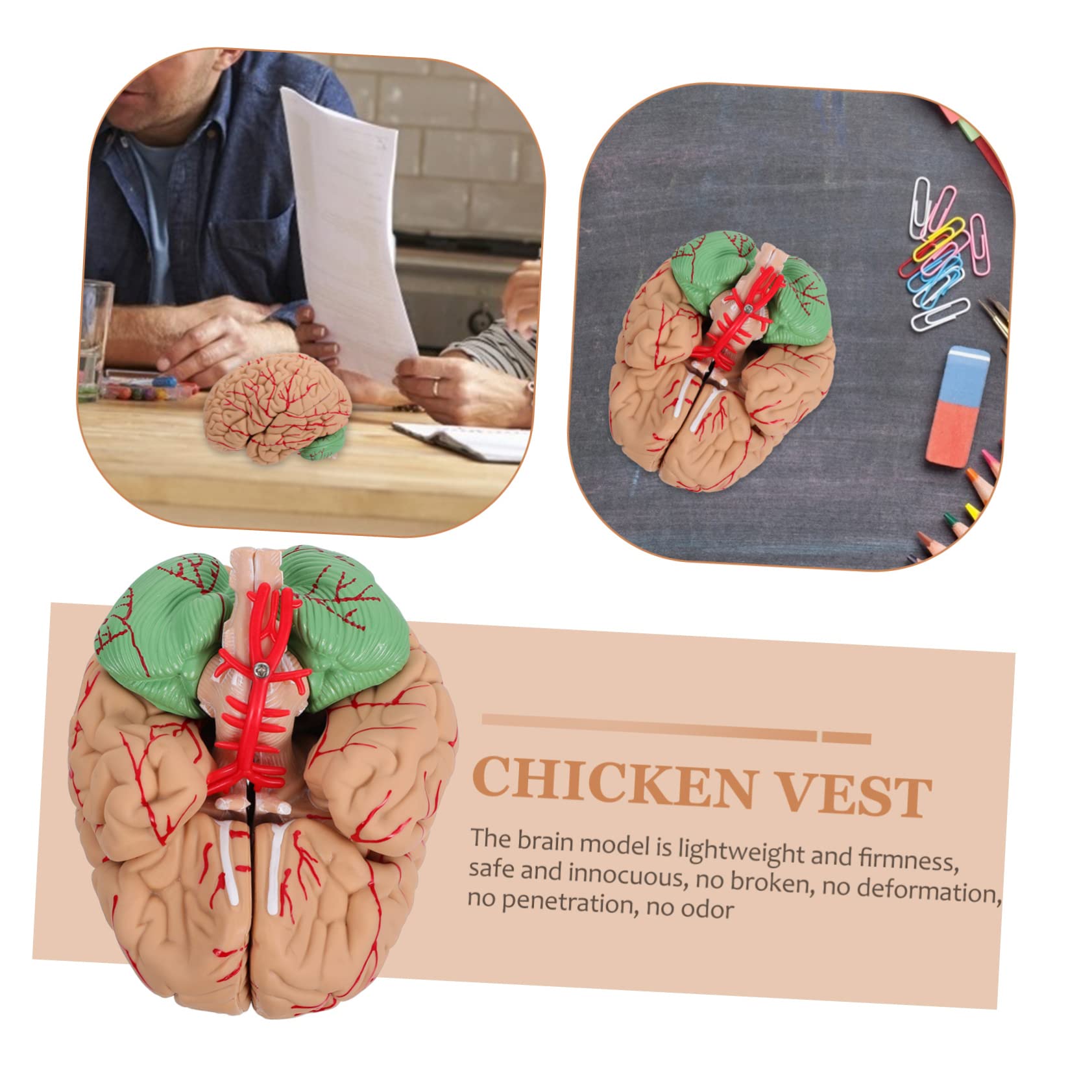 Ciieeo 1pezzi Modello Anatomico di Cervello Umano Cervello Anatomico Scientifico Modello per Aula per Insegnamento Realizzato Materiali di Buona Qualità