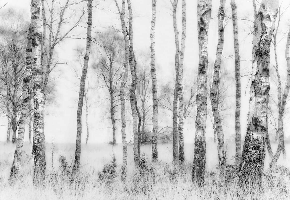 Papel pintado panorámico selva blanco y negro 3d seda, 300 x 210 cm papel pintado bosqueza Tropical Nature – Póster grande para sala de estar, adulto habitación de niños, estudio decoración