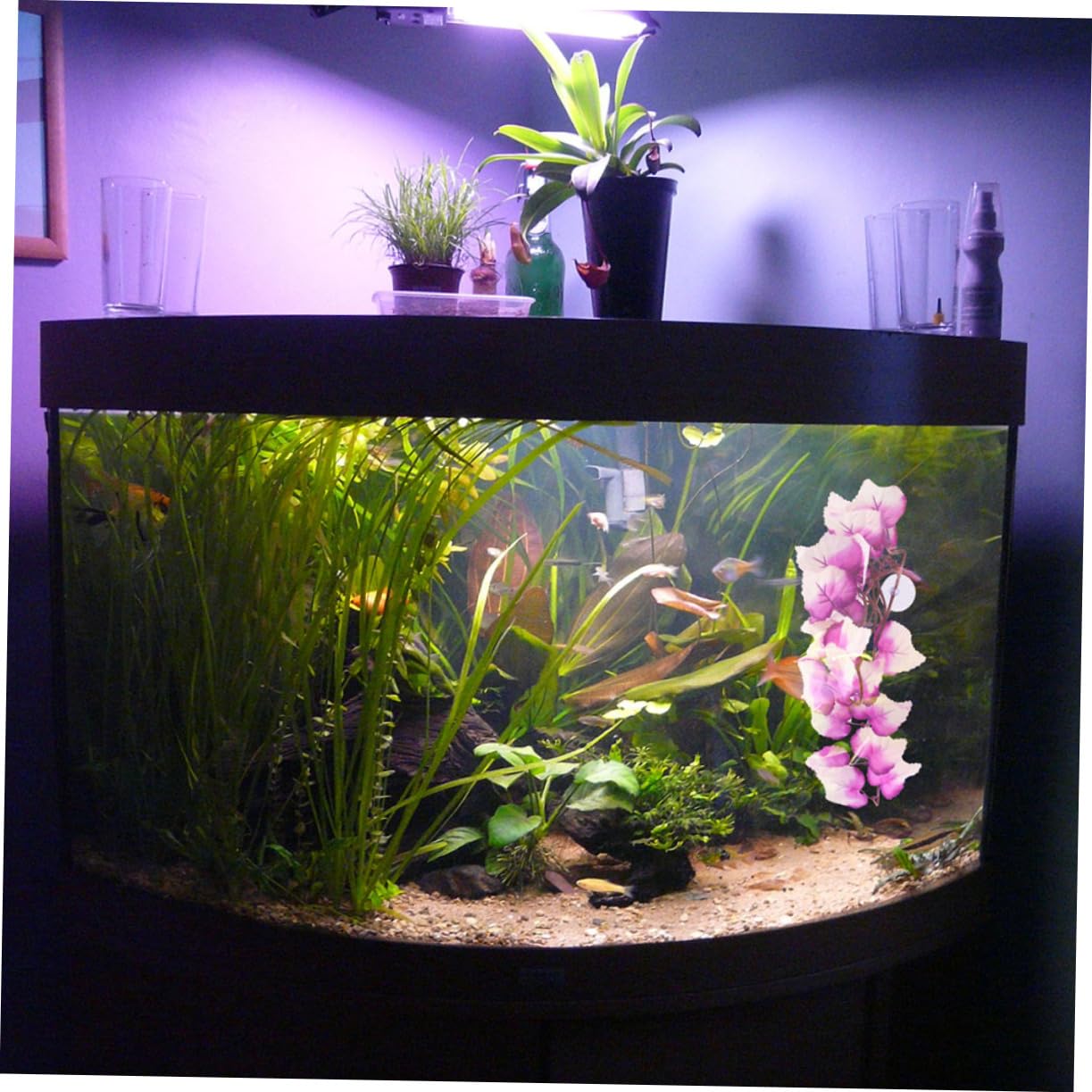 POPETPOP 8piezas Artificiales para Terrario y De Decoración Resistente para Reptiles Imitación De Agua Accesorios para Hábitats De