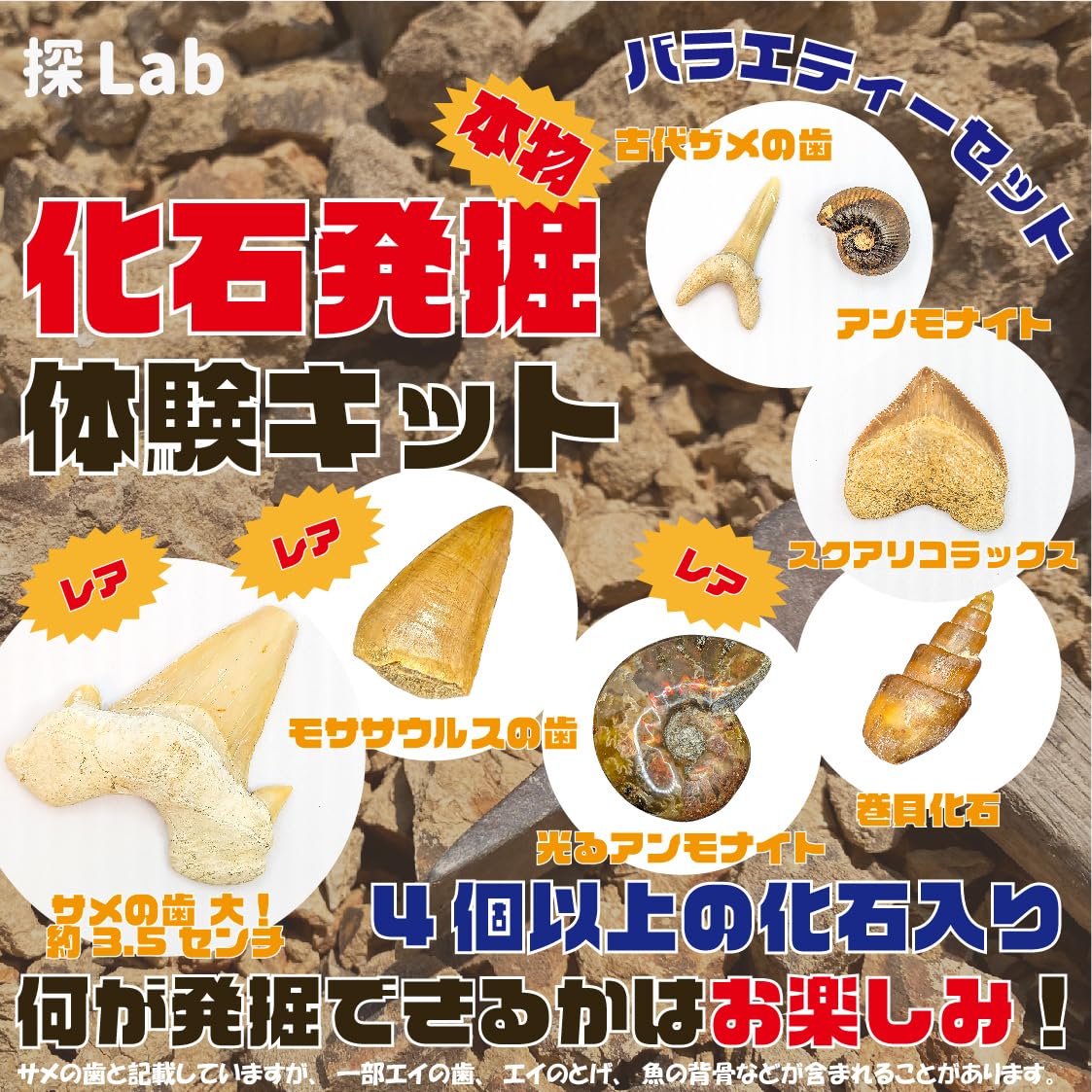Amazon | 化石発掘体験キット（バラエティーセット）4個以上の化石入り