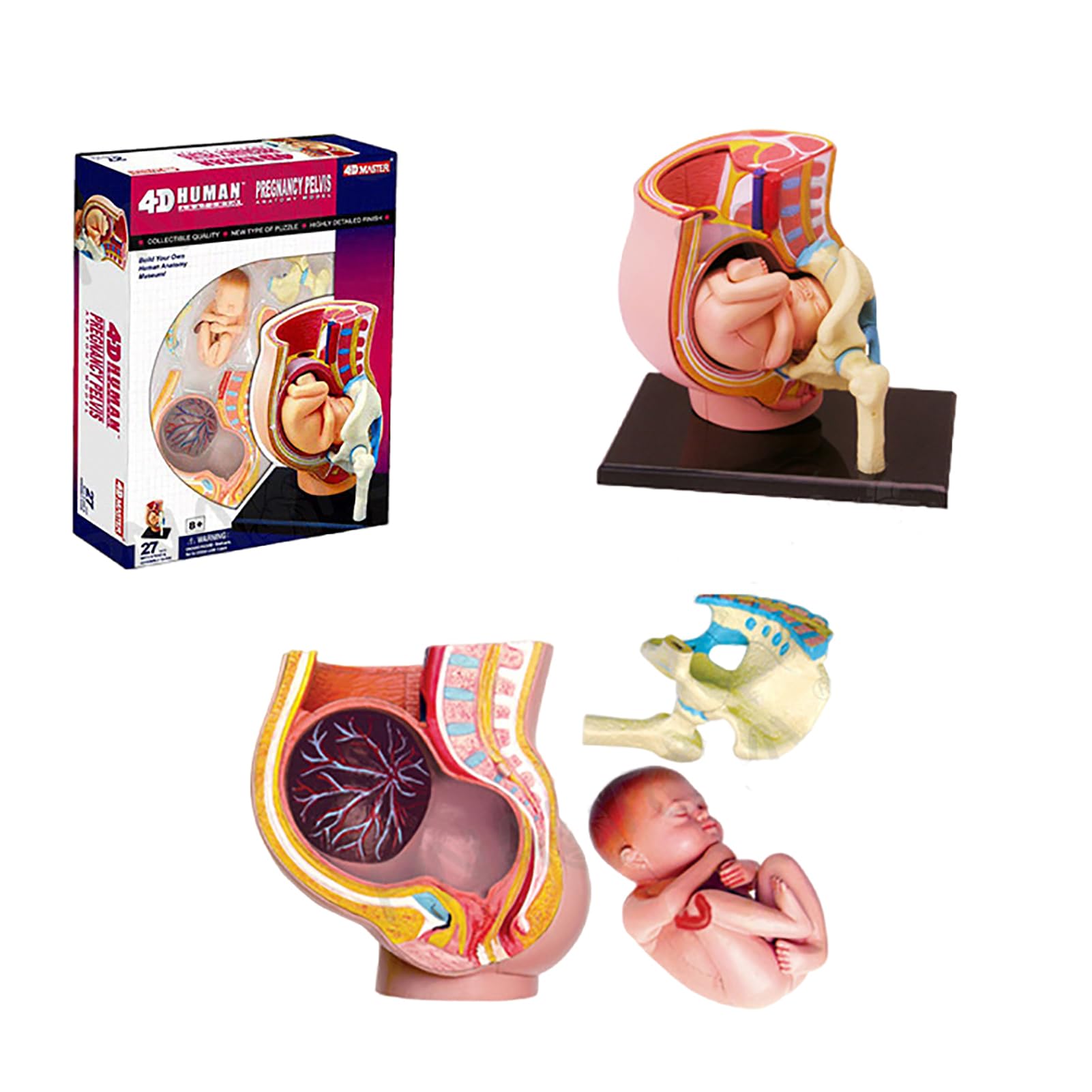 Modèle pelvis pregnancy AMITD pour enseigner la morphologie du fœtus de 9 mois