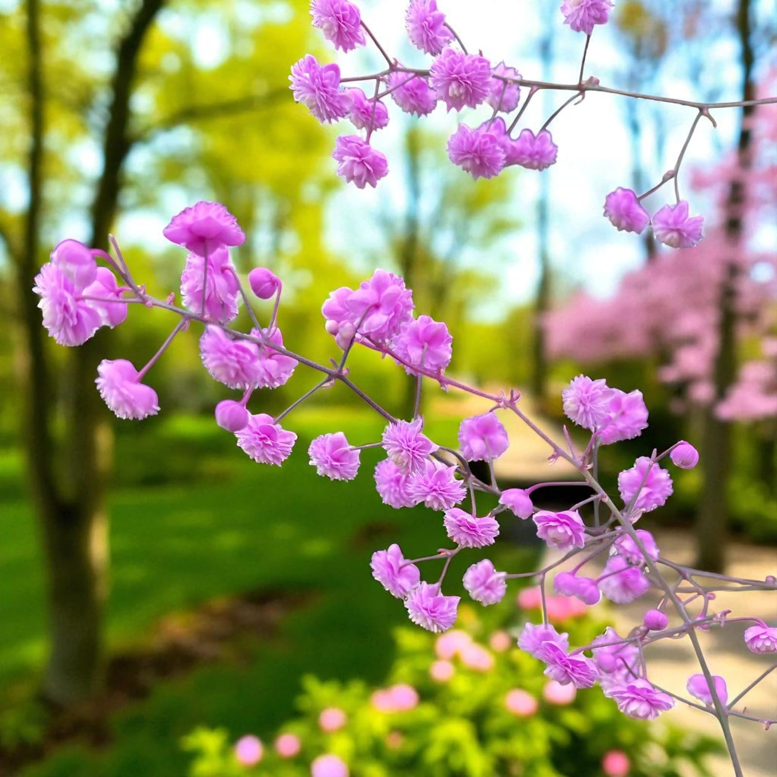 Carbeth Plants Thalictrum Hewitt's Double Bare Root - Tall Double Lavender Chinese Meadow Rue - Summer to Autumn Flowering Perennial for Shady Borders (6, Hewitt's Double)