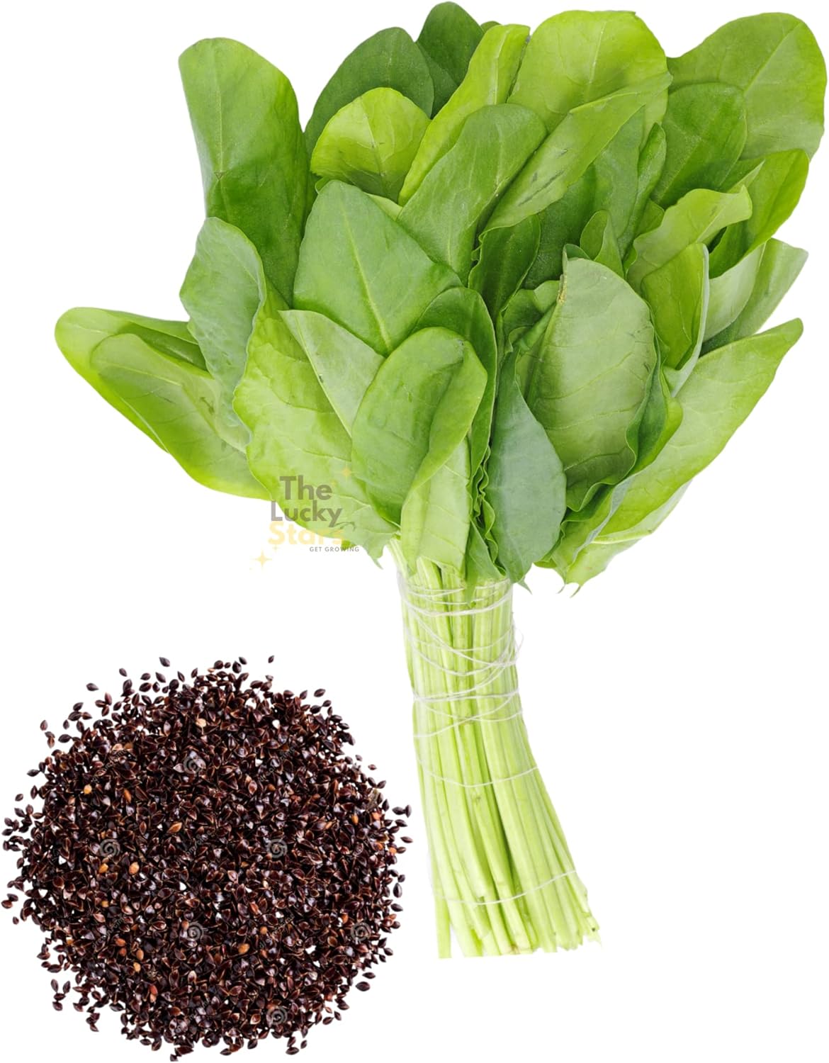 3000 French Sorrel Seeds for Planting Rau Chua Organic