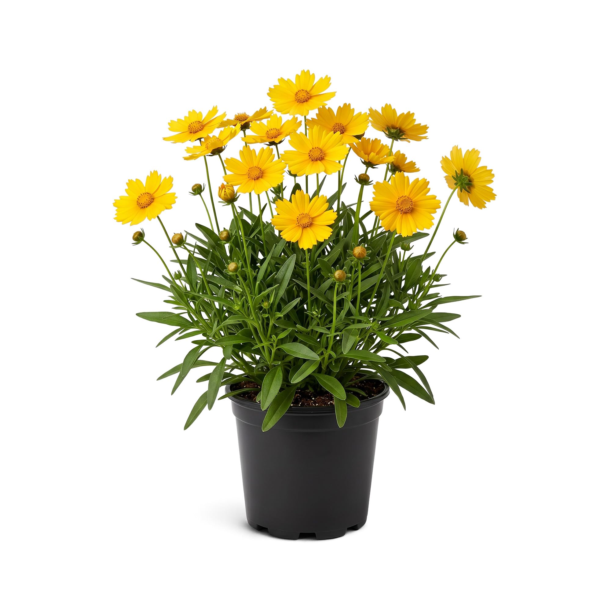 Live Coreopsis Yellow Blooms Flowering Perennial 12 inch