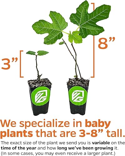 Miniatura 4 de Planta Viva de Higuera Celeste - Higo de MielAzúcar - Ficus carica de Wellspring Gardens - Planta Inicial Ideal para Jardines y Macetas - Excelente