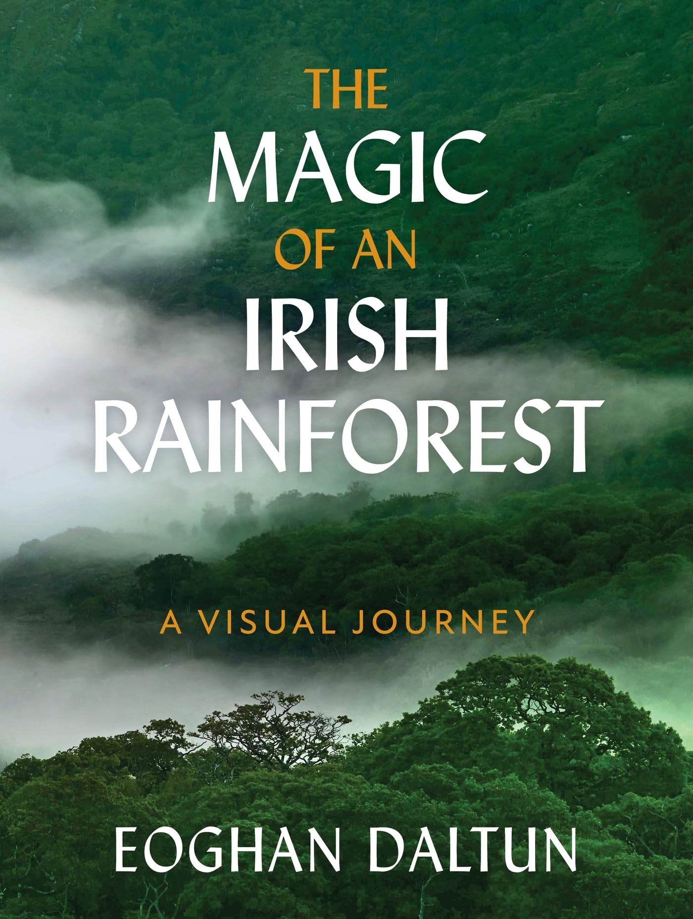 The Magic of an Irish Rainforest: A Visual Journey
