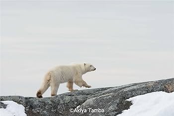 SOON 氷の橋を目指すシロクマ | 丹葉 暁弥, 丹葉 暁弥 |本 | 通販 | Amazon