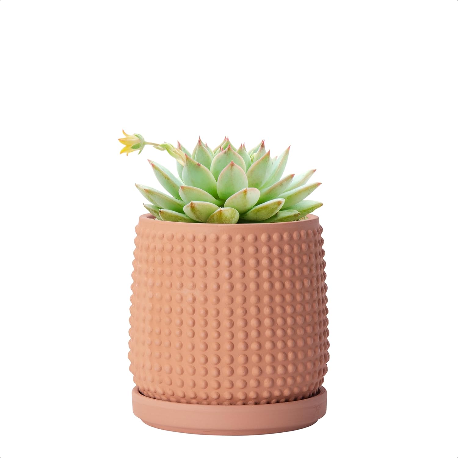 D'vine Dev 4 Inch Terracotta Beaded Planter Pot with Drainage Holes & Saucer - Stylish for Succulents & Indoor Plants