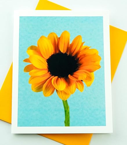 Miniatura 135 de Blooming Flowers – Orquídea Phalaenopsis – Tarjetas fotográficas de alta gama, pesadas y suaves, 8 con 10 sobres de colores, juego en caja